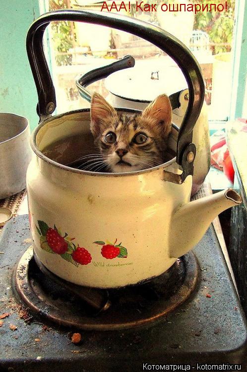 ААА! Как ошпарило!... Котоматрица: ААА! Как ошпарило!