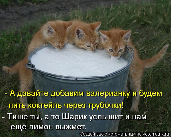 - А давайте добавим валерианку и будем пить коктейль через трубочки! - Тише ты, а то Шарик услышит и ... Котоматрица: - А давайте добавим валерианку и будем пить коктейль через трубочки! - Тише ты, а то Шарик услышит и нам ещё лимон выжмет.