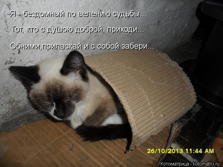 Я - бездомный по велению судьбы... Тот, кто с душою доброй, приходи... Обними,приласкай и с собой заб... Котоматрица: Я - бездомный по велению судьбы... Тот, кто с душою доброй, приходи... Обними,приласкай и с собой забери...