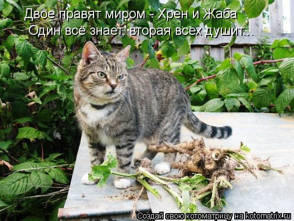 Двое правят миром - Хрен и Жаба Один всё знает, вторая всех душит...... Котоматрица: Двое правят миром - Хрен и Жаба Один всё знает, вторая всех душит...