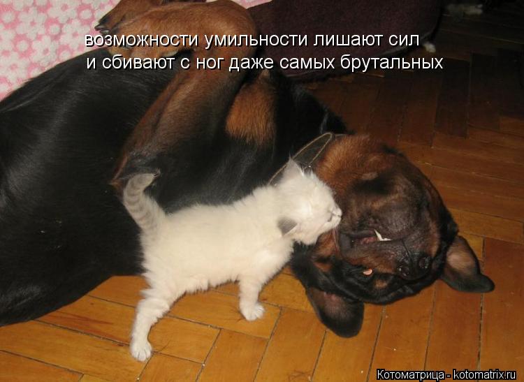 возможности умильности лишают сил и сбивают с ног даже самых брутальных... Котоматрица: возможности умильности лишают сил и сбивают с ног даже самых брутальных
