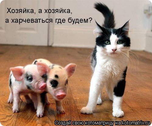 Котоматрица: Хозяйка, а хозяйка, а харчеваться где будем?