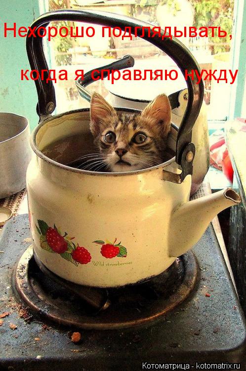 Нехорошо подглядывать, когда я справляю нужду... Котоматрица: Нехорошо подглядывать, когда я справляю нужду
