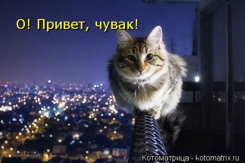 О! Привет, чувак!... Котоматрица: О! Привет, чувак!
