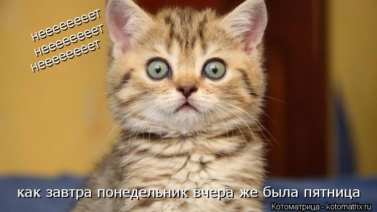как завтра понедельник вчера же была пятница неееееееет неееееееет неееееееет... Котоматрица: как завтра понедельник вчера же была пятница неееееееет неееееееет неееееееет