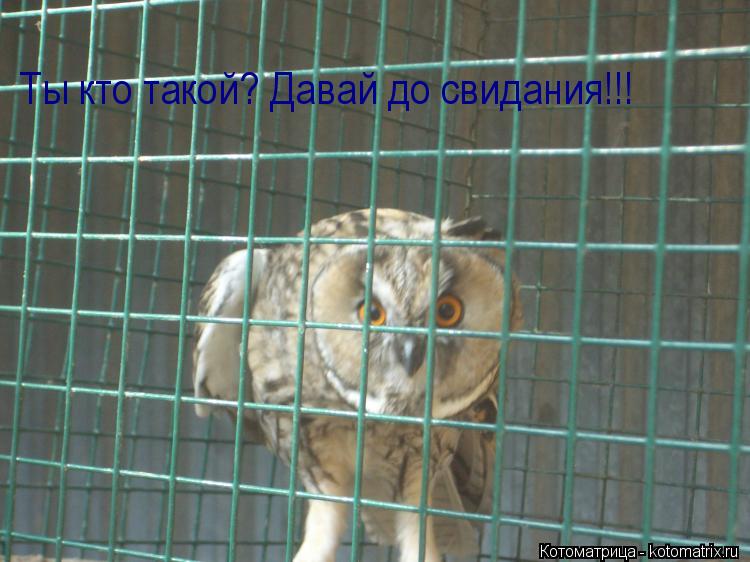 Ты кто такой? Давай до свидания!!!... Котоматрица: Ты кто такой? Давай до свидания!!!