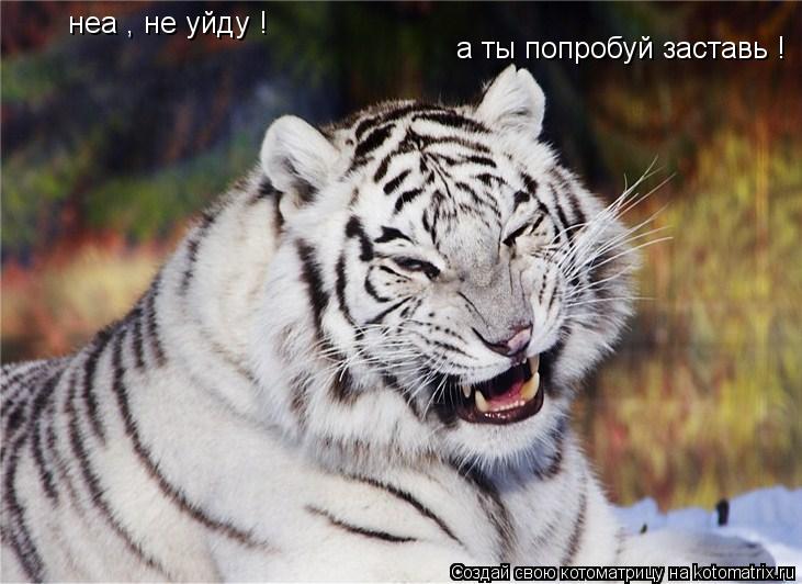 неа , не уйду ! а ты попробуй заставь !... Котоматрица: неа , не уйду ! а ты попробуй заставь !
