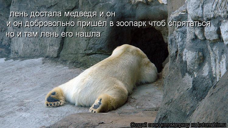 но и там лень его нашла лень достала медведя и он и он добровольно пришёл в зоопарк чтоб спрятаться... Котоматрица: но и там лень его нашла лень достала медведя и он и он добровольно пришёл в зоопарк чтоб спрятаться