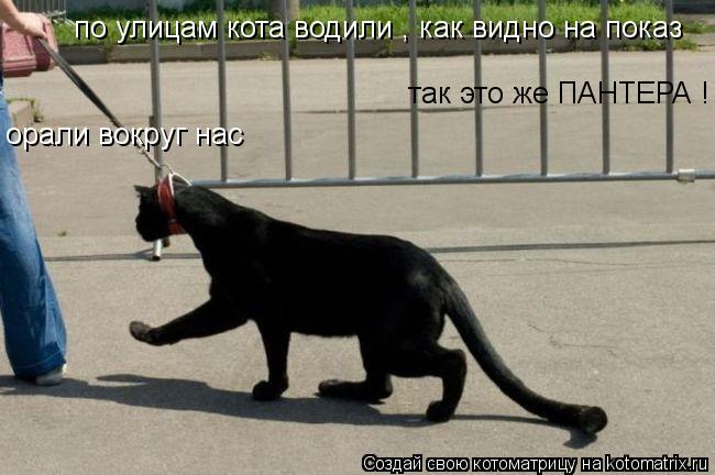 по улицам кота водили , как видно на показ так это же ПАНТЕРА ! орали вокруг нас... Котоматрица: по улицам кота водили , как видно на показ так это же ПАНТЕРА ! орали вокруг нас