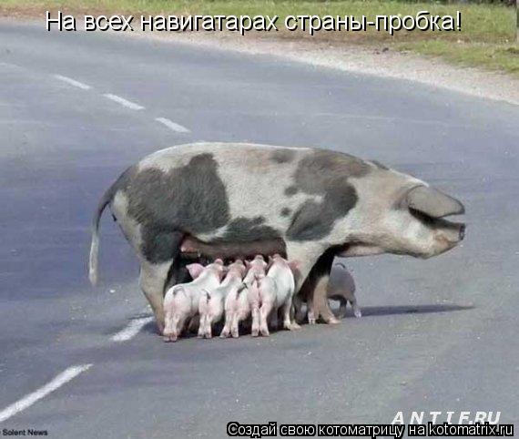 На всех навигатарах страны-пробка!... Котоматрица: На всех навигатарах страны-пробка!