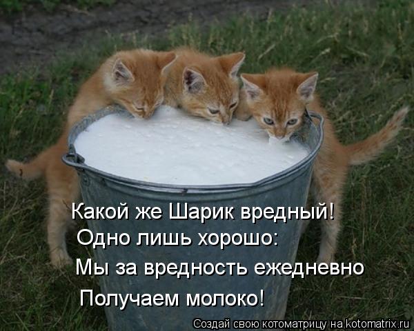 Какой же Шарик вредный! Одно лишь хорошо: Мы за вредность ежедневно Получаем молоко!... Котоматрица: Какой же Шарик вредный! Одно лишь хорошо: Мы за вредность ежедневно Получаем молоко!