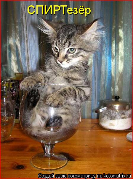 СПИРТезёр... Котоматрица: СПИРТезёр