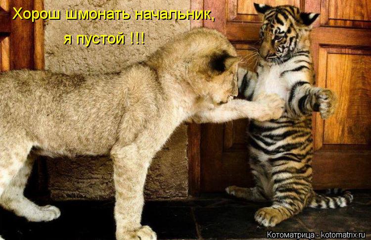 Хорош шмонать начальник, я пустой !!!... Котоматрица: Хорош шмонать начальник, я пустой !!!