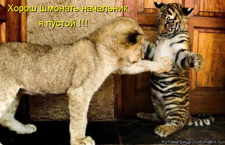 Котоматрица: Хорош шмонать начальник, я пустой !!!