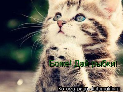 Боже! Дай рыбки!... Котоматрица: Боже! Дай рыбки!
