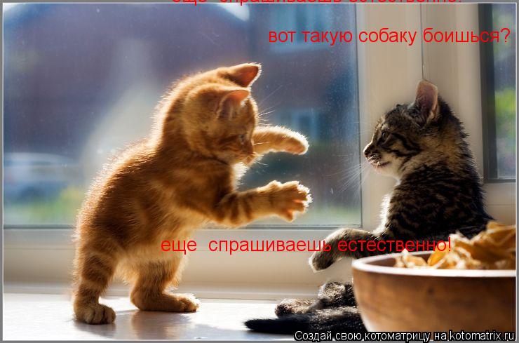 вот такую собаку боишься? еще спрашиваешь естественно! еще спрашиваешь естественно!... Котоматрица: вот такую собаку боишься? еще спрашиваешь естественно! еще спрашиваешь естественно!