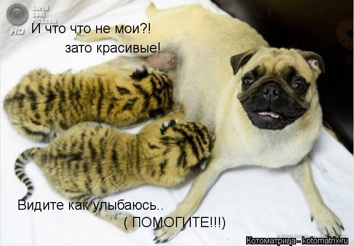 И что что не мои?! зато красивые! Видите как улыбаюсь.. ( ПОМОГИТЕ!!!)... Котоматрица: И что что не мои?! зато красивые! Видите как улыбаюсь.. ( ПОМОГИТЕ!!!)