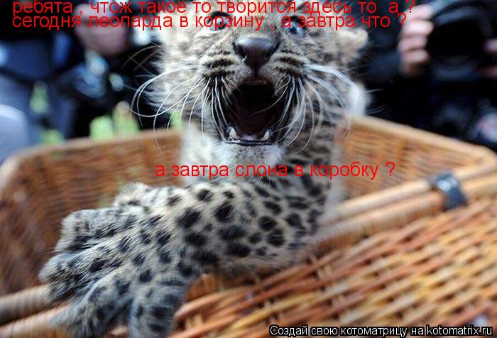 сегодня леопарда в корзину , а завтра что ? ребята , чтож такое то творится здесь то а ? а завтра с... Котоматрица: сегодня леопарда в корзину , а завтра что ? ребята , чтож такое то творится здесь то а ? а завтра слона в коробку ?