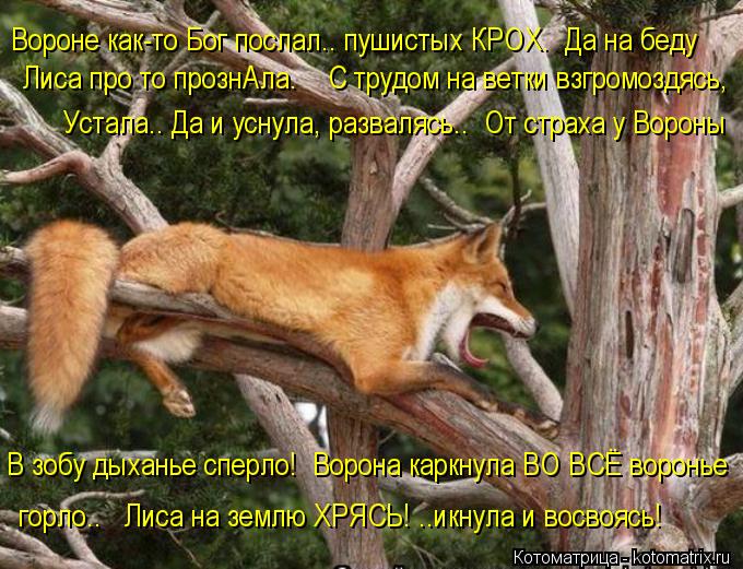 Вороне как-то Бог послал.. пушистых КРОХ. Да на беду Лиса про то прознАла. С трудом на ветки взгр... Котоматрица: Вороне как-то Бог послал.. пушистых КРОХ. Да на беду Лиса про то прознАла. С трудом на ветки взгромоздясь, Устала.. Да и уснула, развалясь.. О