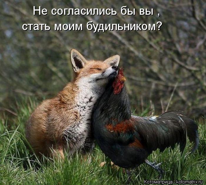 Не согласились бы вы , стать моим будильником?... Котоматрица: Не согласились бы вы , стать моим будильником?