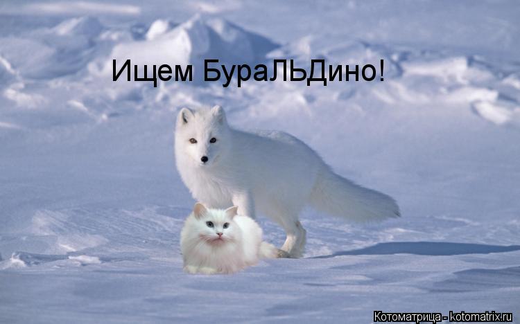 Ищем БураЛЬДино!... Котоматрица: Ищем БураЛЬДино!