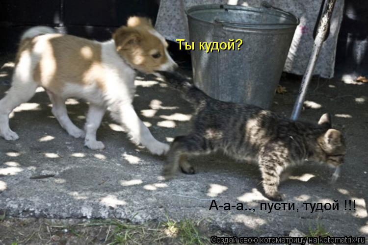 Ты кудой? А-а-а.., пусти, тудой !!!... Котоматрица: Ты кудой? А-а-а.., пусти, тудой !!!