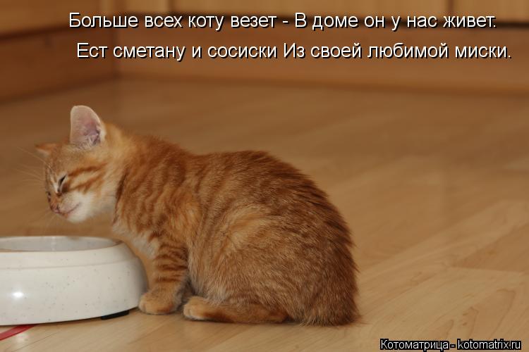 Котоматрица: Больше всех коту везет - В доме он у нас живет.  Ест сметану и сосиски Из своей любимой миски.