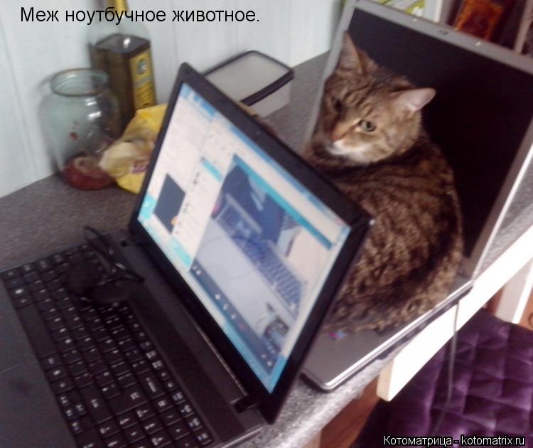 Меж ноутбучное животное.... Котоматрица: Меж ноутбучное животное.