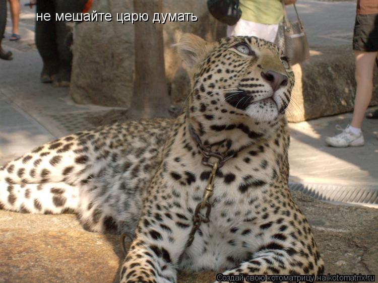 не мешайте царю думать... Котоматрица: не мешайте царю думать