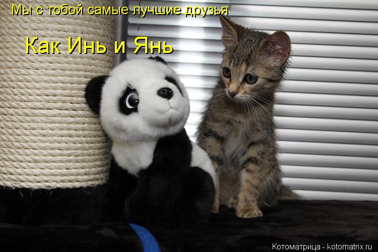 Мы с тобой самые лучшие друзья Как Инь и Янь... Котоматрица: Мы с тобой самые лучшие друзья Как Инь и Янь