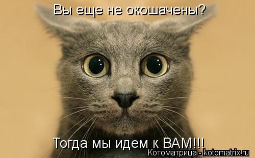 Вы еще не окошачены? Тогда мы идем к ВАМ!!!... Котоматрица: Вы еще не окошачены? Тогда мы идем к ВАМ!!!