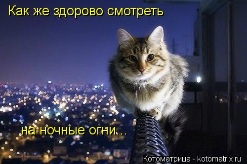 на ночные огни... Как же здорово смотреть... Котоматрица: на ночные огни... Как же здорово смотреть