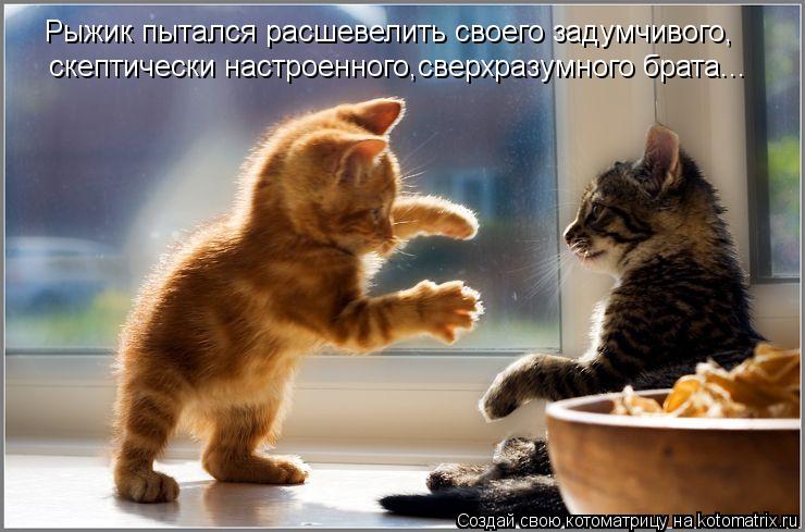 Рыжик пытался расшевелить своего задумчивого, скептически настроенного,сверхразумного брата...... Котоматрица: Рыжик пытался расшевелить своего задумчивого, скептически настроенного,сверхразумного брата...