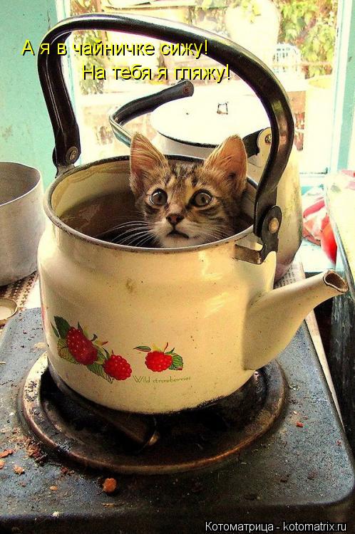 А я в чайничке сижу! На тебя я гляжу!... Котоматрица: А я в чайничке сижу! На тебя я гляжу!