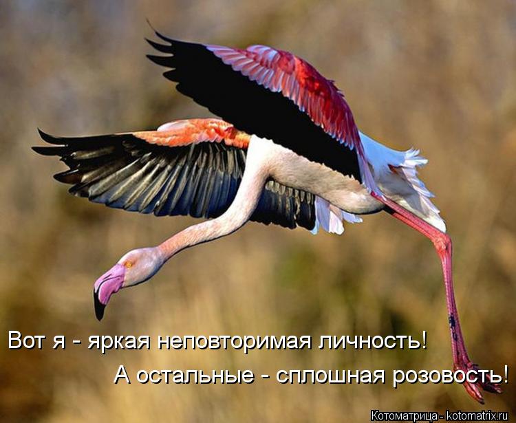 Вот я - яркая неповторимая личность! А остальные - сплошная розовость!... Котоматрица: Вот я - яркая неповторимая личность! А остальные - сплошная розовость!