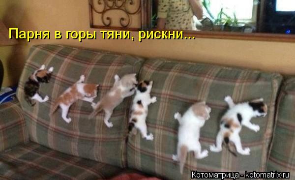 Парня в горы тяни, рискни...... Котоматрица: Парня в горы тяни, рискни...