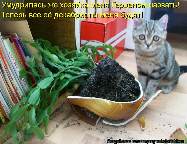 Умудрилась же хозяйка меня Герценом назвать! Теперь все её декабристы меня будят!... Котоматрица: Умудрилась же хозяйка меня Герценом назвать! Теперь все её декабристы меня будят!
