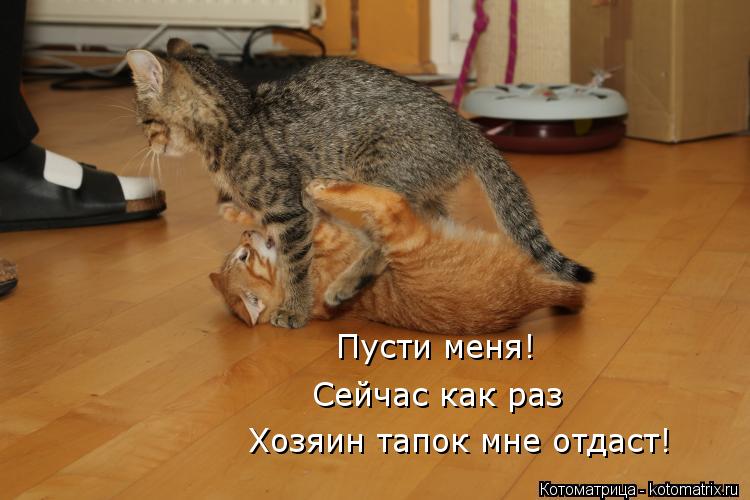 Пусти меня! Сейчас как раз Хозяин тапок мне отдаст!... Котоматрица: Пусти меня! Сейчас как раз Хозяин тапок мне отдаст!