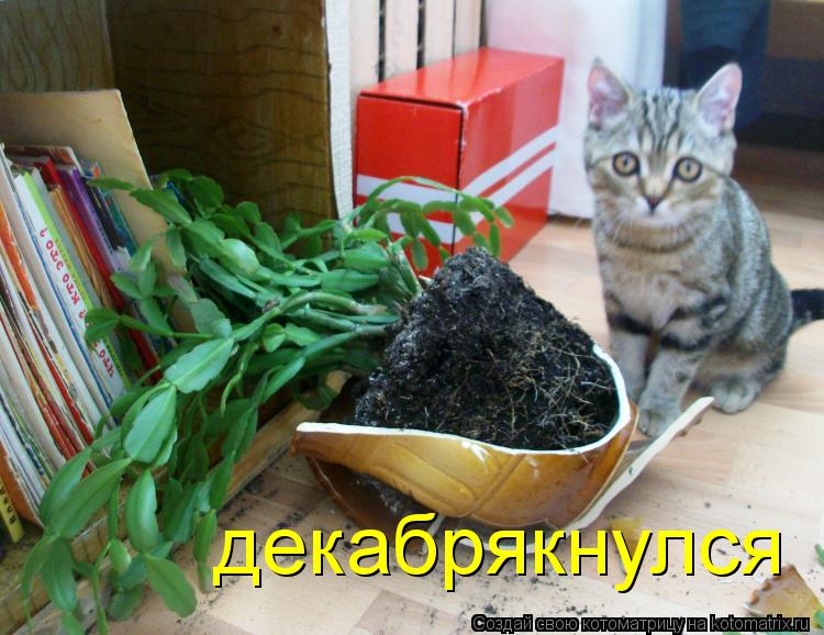Котоматрица: декабрякнулся