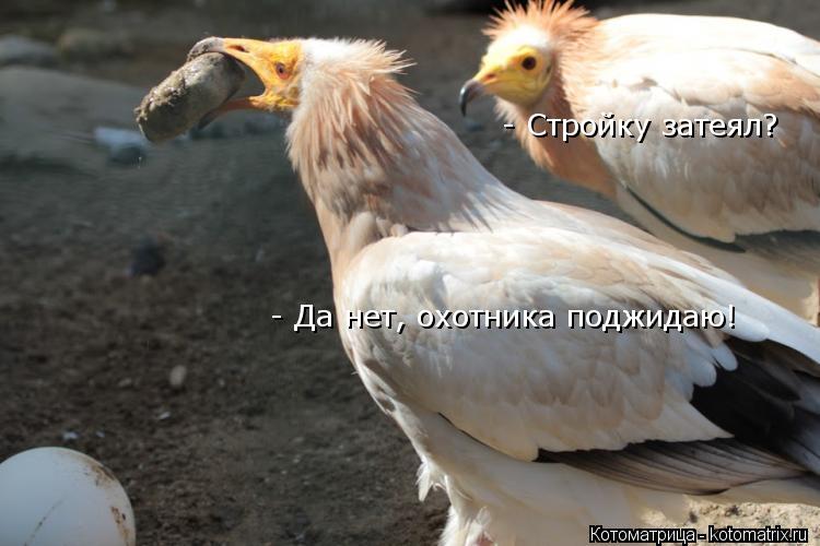 - Стройку затеял? - Да нет, охотника поджидаю!... Котоматрица: - Стройку затеял? - Да нет, охотника поджидаю!