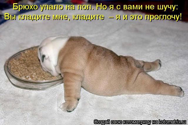 Брюхо упало на пол. Но я с вами не шучу: Вы кладите мне, кладите – я и это проглочу!... Котоматрица: Брюхо упало на пол. Но я с вами не шучу: Вы кладите мне, кладите – я и это проглочу!