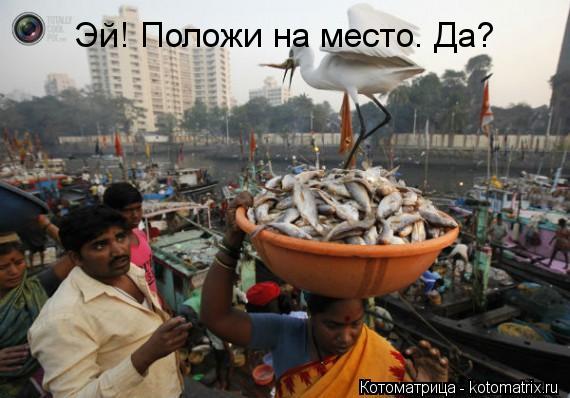 Эй! Положи на место. Да?... Котоматрица: Эй! Положи на место. Да?