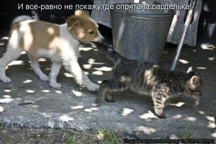 И все-равно не покажу,где спрятана сарделька!!... Котоматрица: И все-равно не покажу,где спрятана сарделька!!