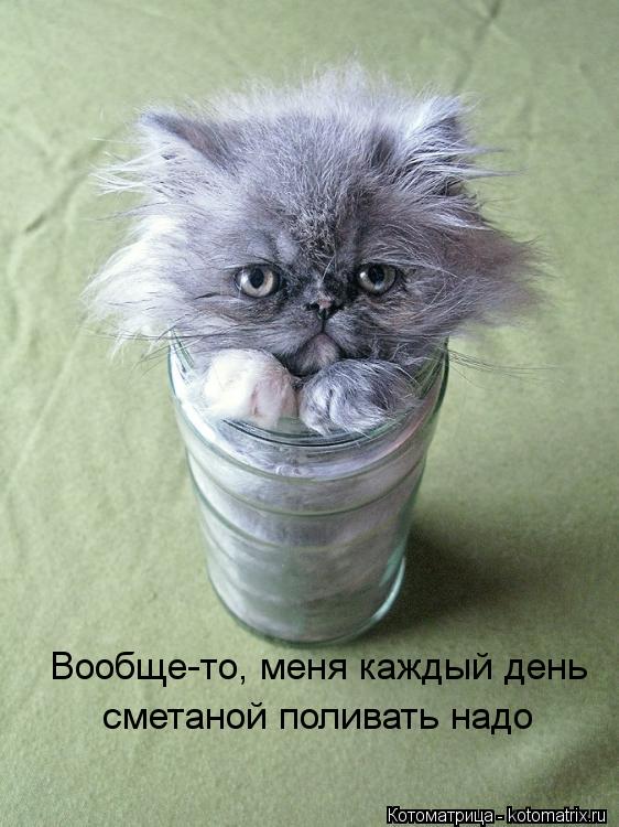 Вообще-то, меня каждый день сметаной поливать надо... Котоматрица: Вообще-то, меня каждый день сметаной поливать надо