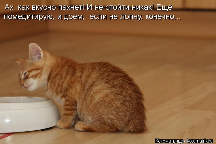 Ах, как вкусно пахнет! И не отойти никак! Ещё помедитирую, и доем, если не лопну. конечно...... Котоматрица: Ах, как вкусно пахнет! И не отойти никак! Ещё помедитирую, и доем, если не лопну. конечно...