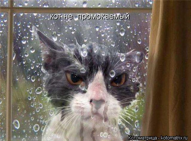 кот не промокаемый кот не промокаемый... Котоматрица: кот не промокаемый кот не промокаемый