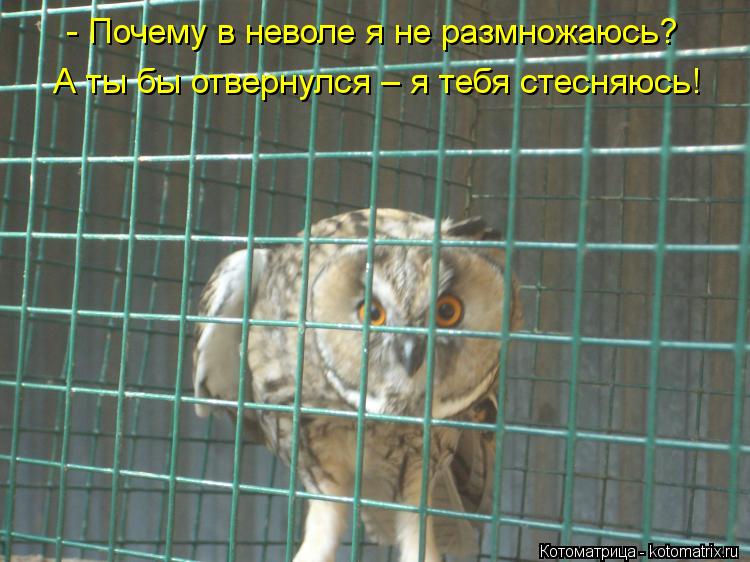 - Почему в неволе я не размножаюсь? А ты бы отвернулся – я тебя стесняюсь!... Котоматрица: - Почему в неволе я не размножаюсь? А ты бы отвернулся – я тебя стесняюсь!