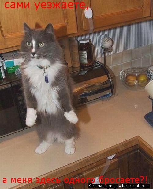 сами уезжаете, а меня здесь одного бросаете?!... Котоматрица: сами уезжаете, а меня здесь одного бросаете?!