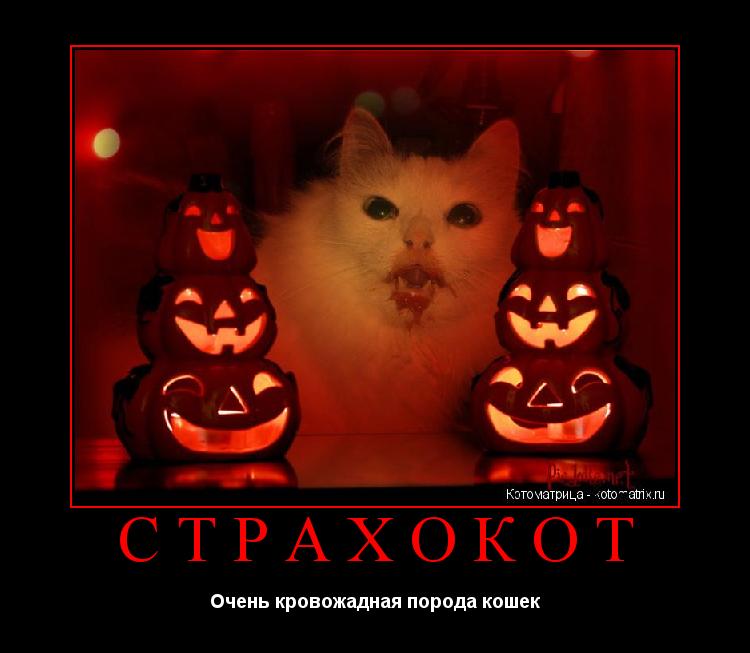 СТРАХОКОТ Очень кровожадная порода кошек... Котоматрица: СТРАХОКОТ Очень кровожадная порода кошек