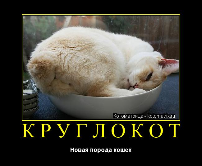 КРУГЛОКОТ Новая порода кошек... Котоматрица: КРУГЛОКОТ Новая порода кошек